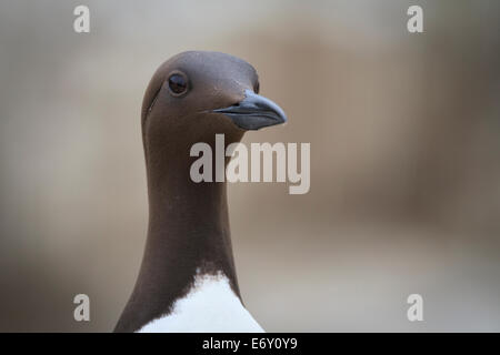 Guillemot de Troïl (Uria aalge) tête portrait. Iles Farne. Le Northumberland. UK. Banque D'Images