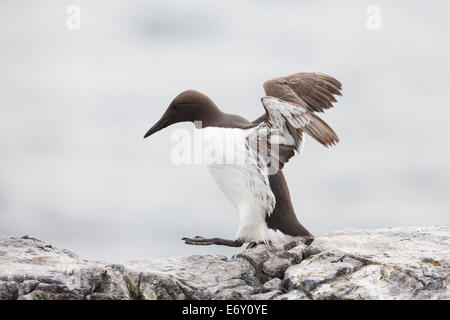 Guillemot de Troïl (Uria aalge) marche, ailes déployées. Iles Farne. Le Northumberland. UK. Banque D'Images