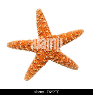 Étoile de mer Orange isolé sur fond blanc. Banque D'Images