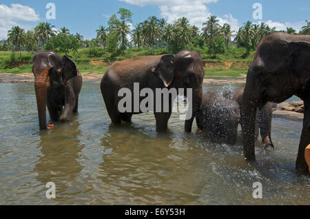Les éléphants prendre un bain dans la rivière à Pinawela orphelinat des éléphants, à l'ouest de Kandy, Sri Lanka Banque D'Images
