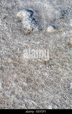 Formations de cristaux de sel sur le plancher de la Death Valley National Park, en Californie. Banque D'Images