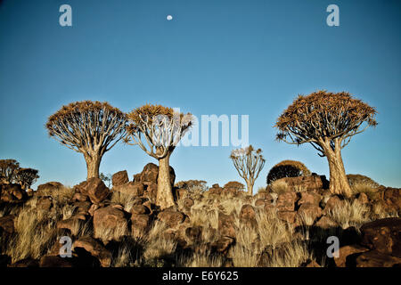 Arbres carquois près de Keetmanshoop, Namibie, Afrique Banque D'Images