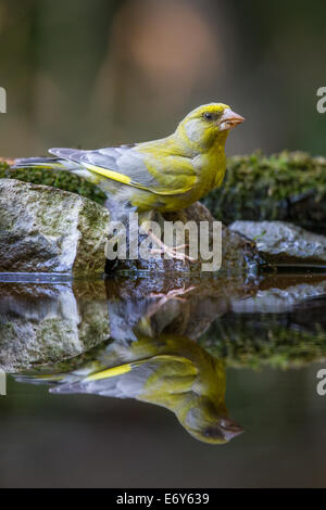 Verdier d'Europe mâle adulte (Chloris chloris)debout sur les pierres couvertes de mousse au bord d'une piscine Banque D'Images