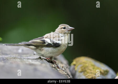 Femelle adulte (Fringilla coelebs Chaffinch) Comité permanent sur les roches Banque D'Images