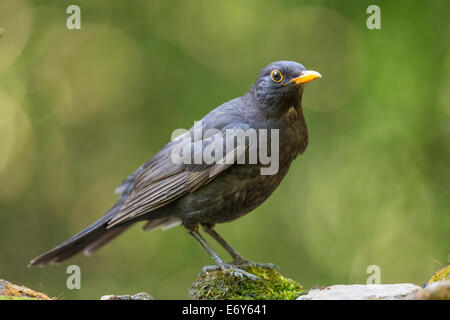 Jeune mâle Merle noir (Turdus merula) debout sur la mousse Banque D'Images