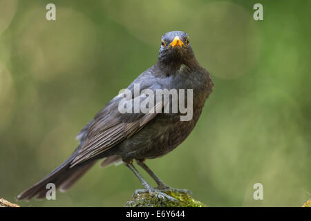 Jeune mâle Merle noir (Turdus merula) debout sur la mousse Banque D'Images