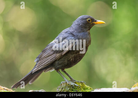 Jeune mâle Merle noir (Turdus merula) debout sur la mousse Banque D'Images