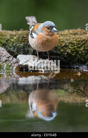 Mâle adulte (Fringilla coelebs Chaffinch) au bord d'une piscine Banque D'Images