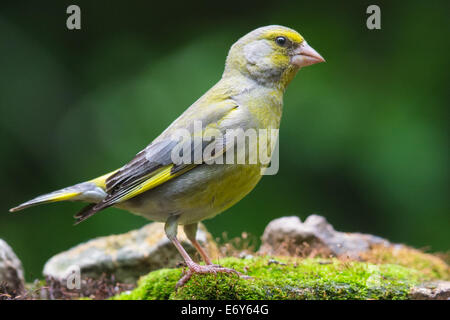 Verdier d'Europe mâle adulte (Chloris chloris)debout sur les pierres couvertes de mousse Banque D'Images