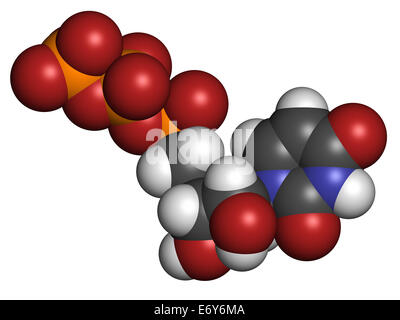 L'uridine triphosphate (UTP) molécule de nucléotides. De l'ARN. Les atomes sont représentés comme des sphères de couleur classiques Banque D'Images