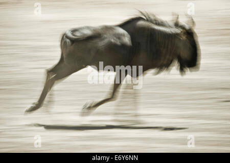 Wilderbeest tournant, Etosha National Park, Namibie, Afrique Banque D'Images
