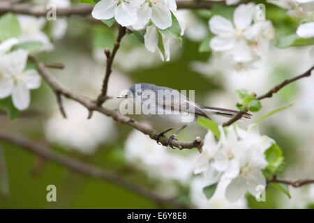 Bleu-gris Gnatcatcher gnatcatchers oiseaux chanteurs dans Apple Tree percher oiseau chanteur ornithologie Science nature Wildlife Environment Banque D'Images