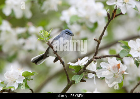 Bleu-gris Gnatcatcher gnatcatchers oiseaux chanteurs dans Apple Tree percher oiseau chanteur ornithologie Science nature Wildlife Environment Banque D'Images