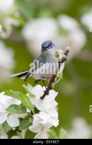 Bleu-gris Gnatcatcher gnatcatchers oiseaux chanteurs dans Apple Tree oiseau perché ornithologie Science nature Wildlife environnement vertical Banque D'Images