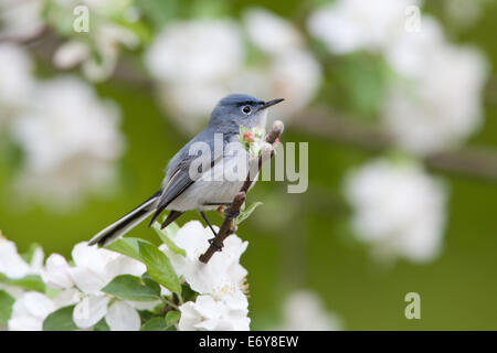 Bleu-gris Gnatcatcher gnatcatchers oiseaux chanteurs dans Apple Tree percher oiseau chanteur ornithologie Science nature Wildlife Environment Banque D'Images