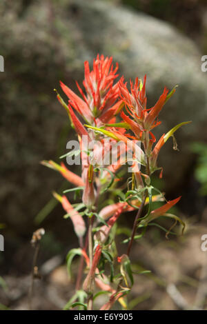 Red indian paintbrush closeup Banque D'Images