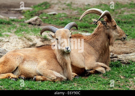 Deux Mouflon à se détendre dans le Zoo d'Adélaïde en Australie Banque D'Images