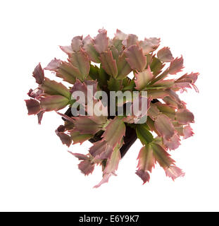 Red cactus dans un pot noir, isolée, vue du dessus Banque D'Images