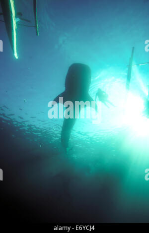 Silhouette d'un requin baleine sur la surface de l'océan se nourrir de krill sortent par les pêcheurs à Oslob, Philippines Banque D'Images