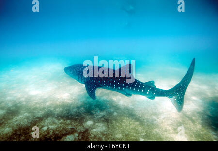 Requin-baleine natation le long de l'océan Banque D'Images