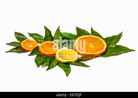 Tranches de mandarine, d'orange et de citron vert sur les feuilles isolées contre fond blanc Banque D'Images