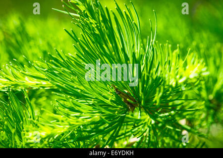 Macro-vision d'aiguilles de mélèze, Larix tree un Banque D'Images