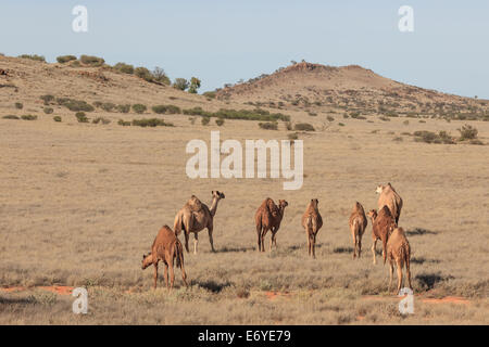 Un troupeau de chameaux de pâturage sur une pente douce dans l'Outback de l'Australie du Sud avec en arrière-plan les sommets d'une dune edge Banque D'Images