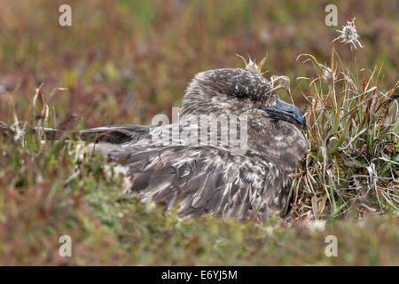 Skua Catharacta antarctica, Malouines Banque D'Images