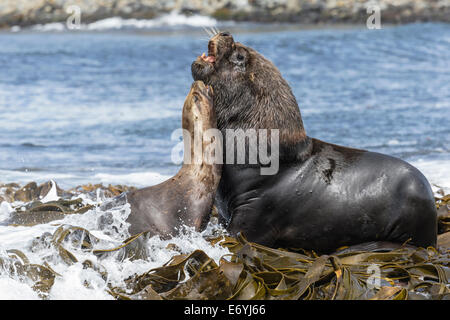 Lion de mer du sud, Otaria flavescens Banque D'Images