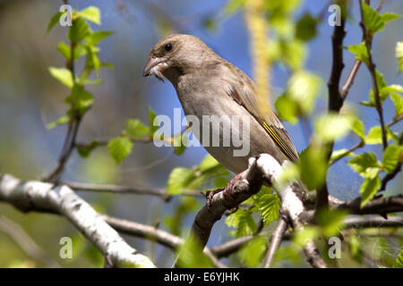 Greenfinches femelle qui tient en un bec plumes pour la construction du nid Banque D'Images