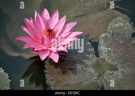 Nénuphar rose avec des feuilles brunes sur la surface d'un étang de près. L'île de Bali, Indonésie Banque D'Images