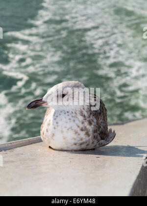 Goéland juvénile en premier plumage d'hiver. Banque D'Images