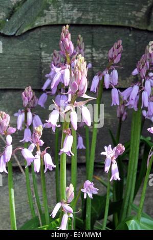 Jacinthes des bois (Hyacinthoides hispanica espagnol) contre une clôture en bois, Angleterre, Royaume-Uni, Europe de l'Ouest. Banque D'Images