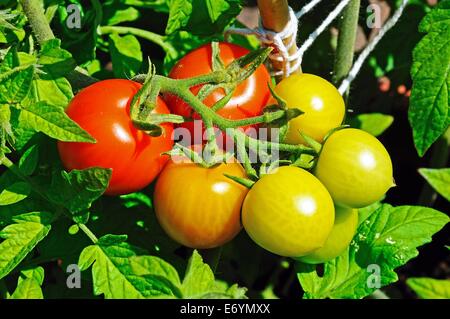 Tomates cerises Maskotka mûrir sur la plante, England, UK. Banque D'Images