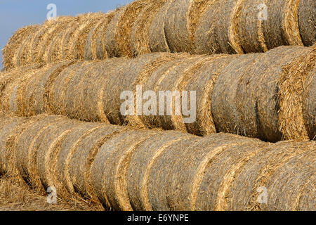 La récolte de foin sous caution dans un paysage de champ Banque D'Images