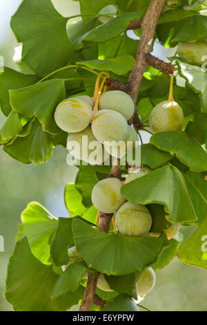 Les ovules de ginkgo vert et les feuilles (Ginkgo biloba) - USA Banque D'Images