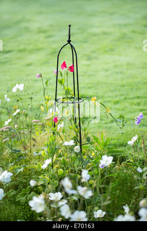 Fleurs de pois grimpant un obélisque d'acier. Banque D'Images