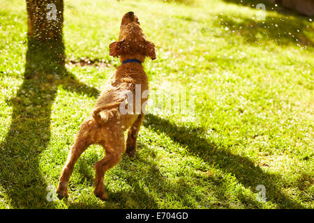 Chiot Labrador se secouant, vue arrière Banque D'Images