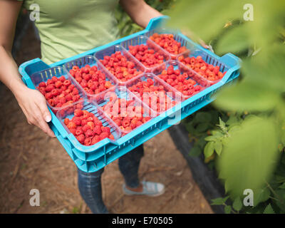 Worker holding tray de framboises fraîchement cueillies sur les barquettes de fruit farm