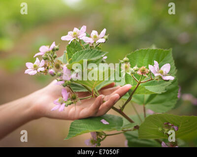 Main tenant des fleurs sur blackberry fruit farm, Close up