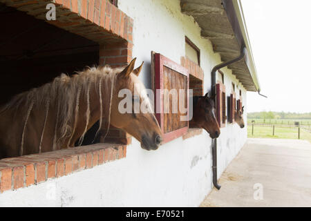 Chevaux à l'écurie Banque D'Images