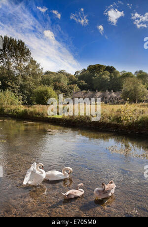 Arlington Row cottages, Bibury, Cotswolds, Royaume-Uni. Avec les cygnes tuberculés sur la rivière Coln en premier plan Banque D'Images