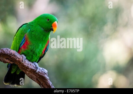 L'Eclectus Roratus parrot a l'extrême dimorphisme, où l'homme d'avoir un brillant plumage vert émeraude. Tourné avec Nikon D800E. Banque D'Images