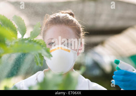 Female scientist bouillie sur plant in polytunnel Banque D'Images