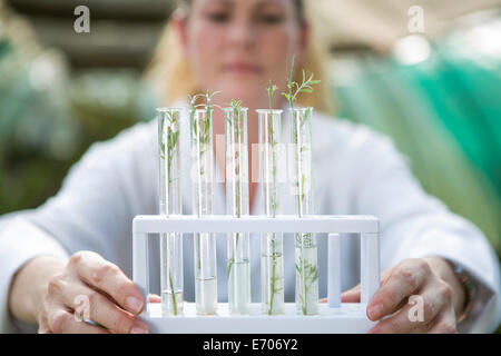 Female scientist holding up des échantillons dans des tubes à essai Banque D'Images