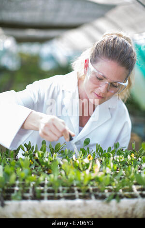 Female scientist échantillons végétaux alimentation liquide avec la pipette Banque D'Images