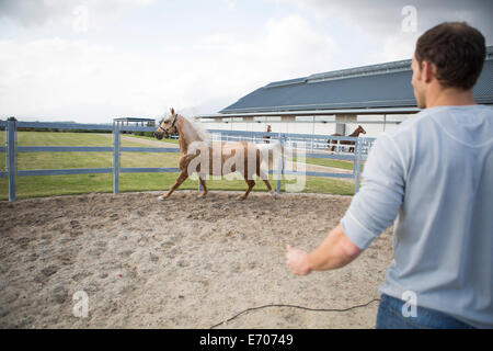 Stablehand mâle et horse en anneau paddock Banque D'Images