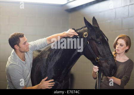 Toilettage Stablehands cheval noir en équitation Banque D'Images