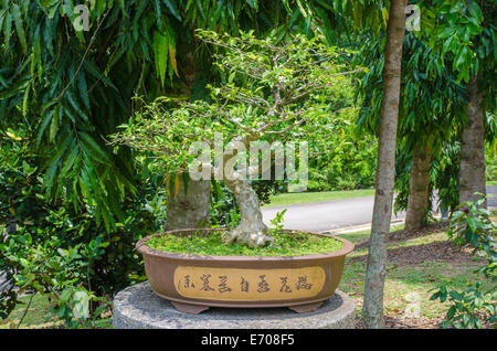 Bonsai au Singapore Botanic garden Banque D'Images