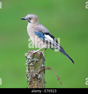 Jay (Garrulus glandarius) perché sur le vieux wire fence post # 3367 Banque D'Images